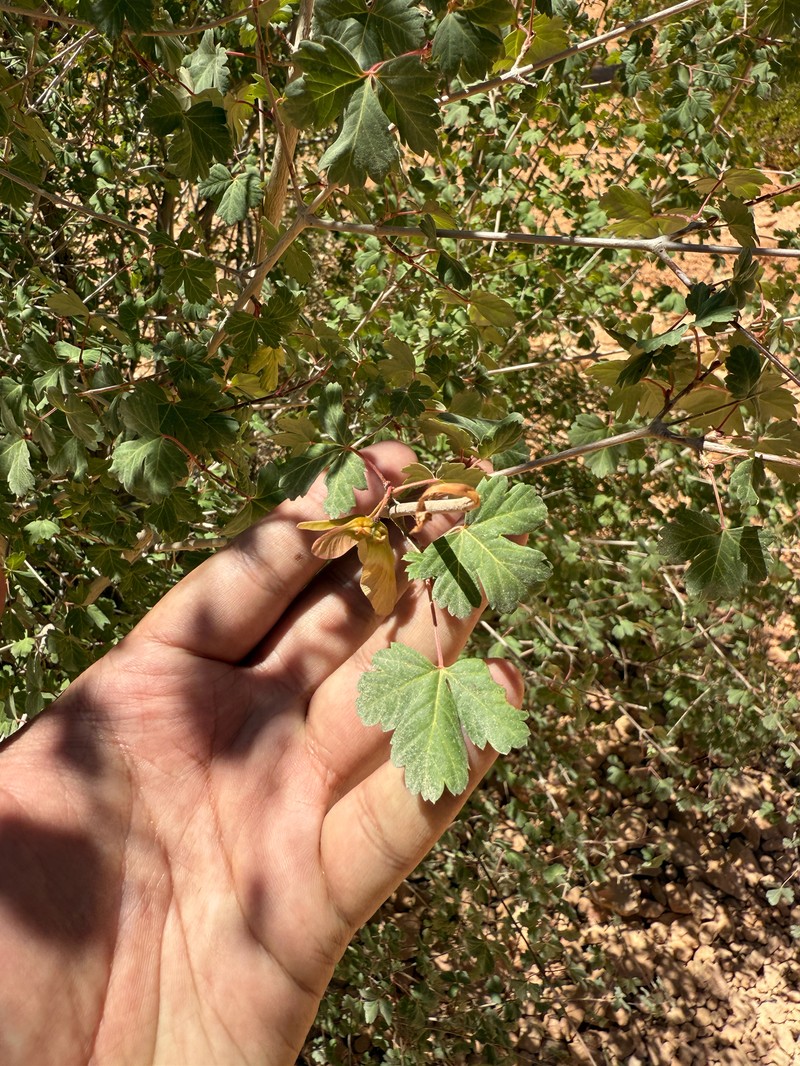 Acer glabrum var. diffusum photo 4
