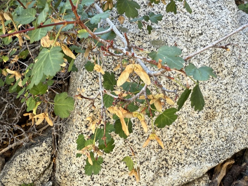 Acer glabrum var. diffusum photo 5