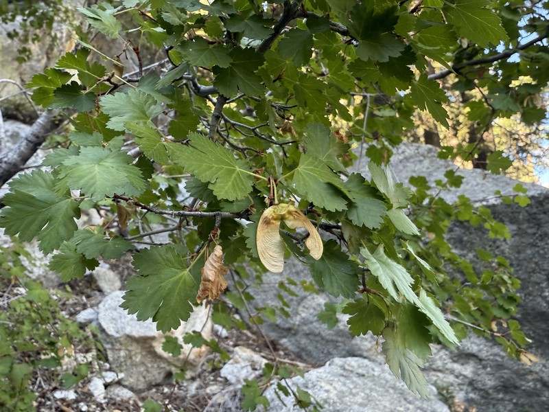 Acer glabrum var. diffusum photo 6