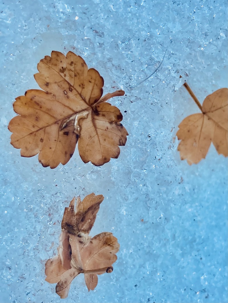 Acer glabrum var. diffusum photo 7