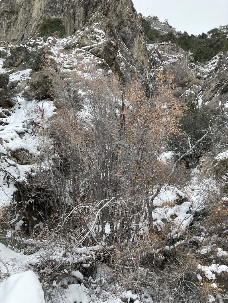 Acer glabrum var. diffusum photo 8