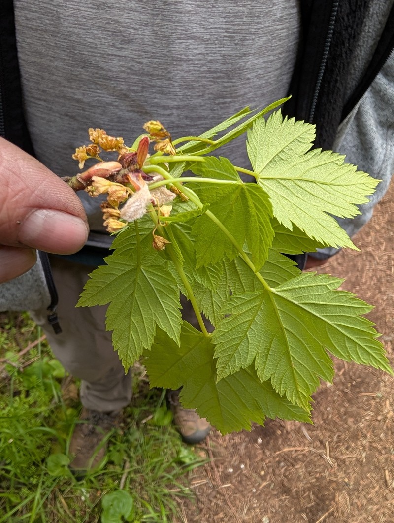 Acer glabrum var. douglasii
