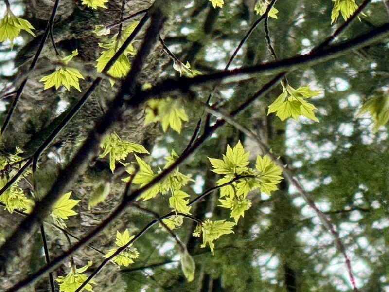 Acer glabrum var. douglasii photo 2