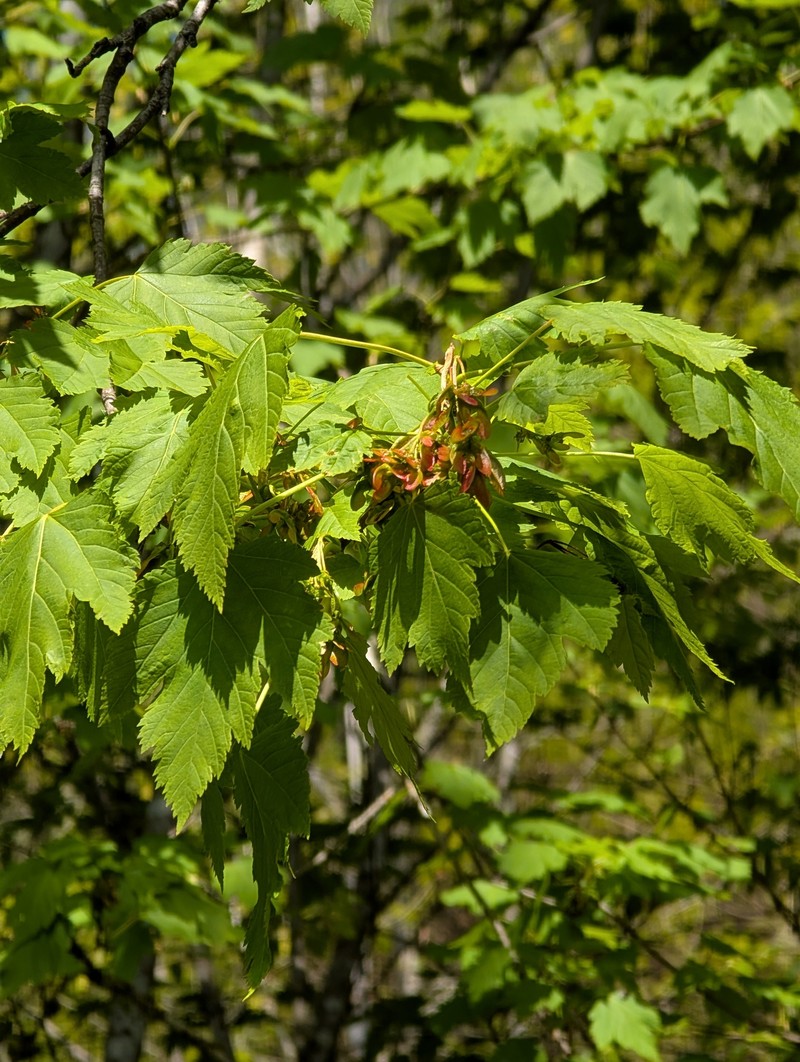 Acer glabrum var. douglasii photo 3