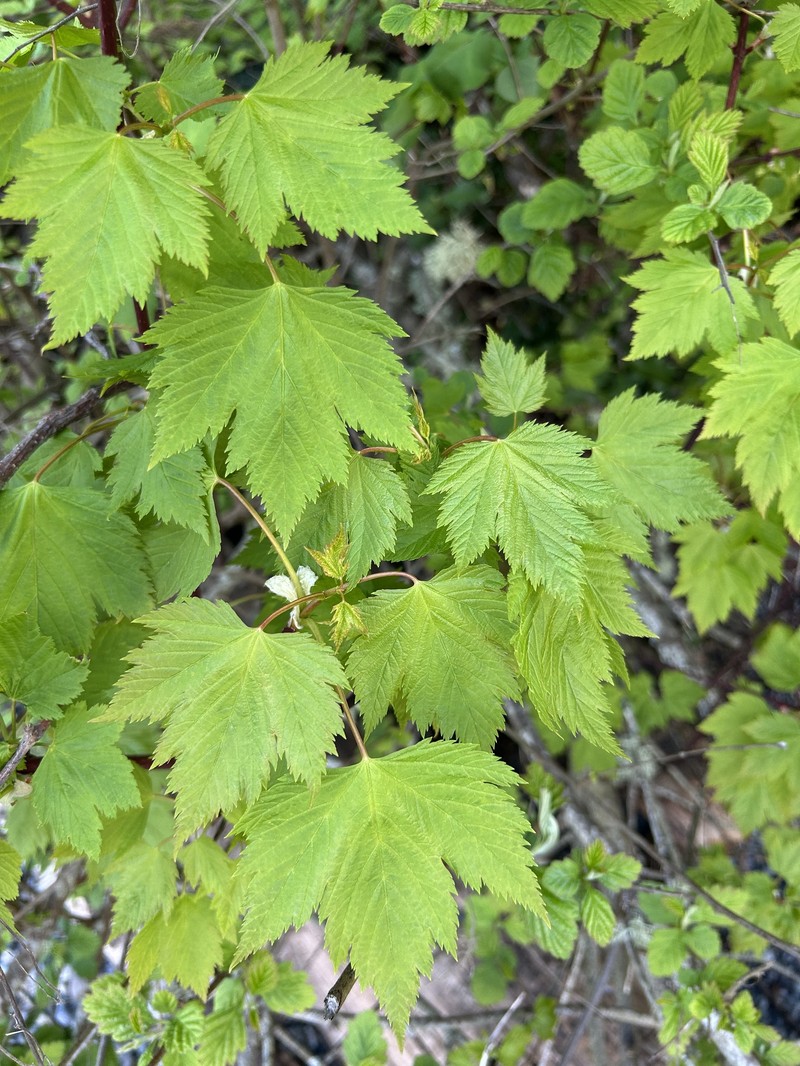 Acer glabrum var. douglasii photo 4