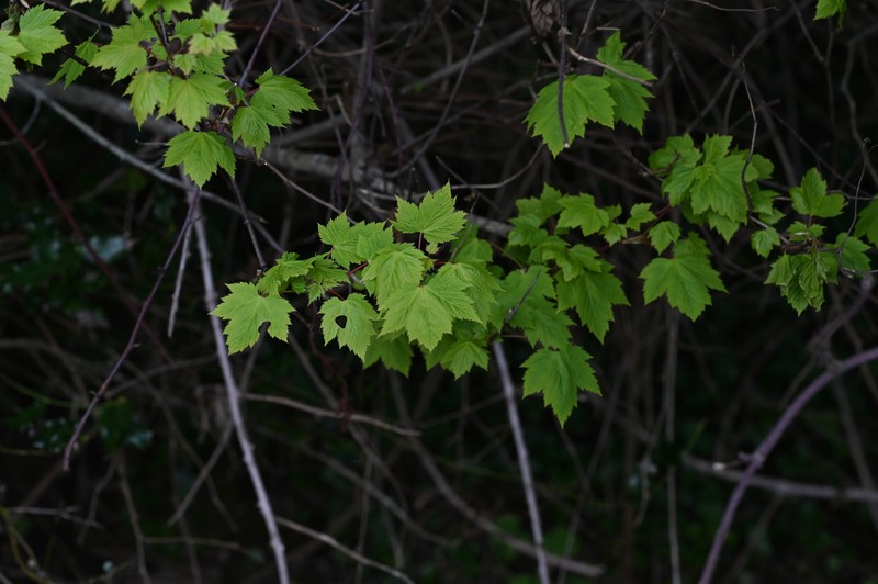 Acer glabrum var. douglasii photo 5