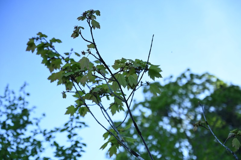 Acer glabrum var. douglasii photo 6