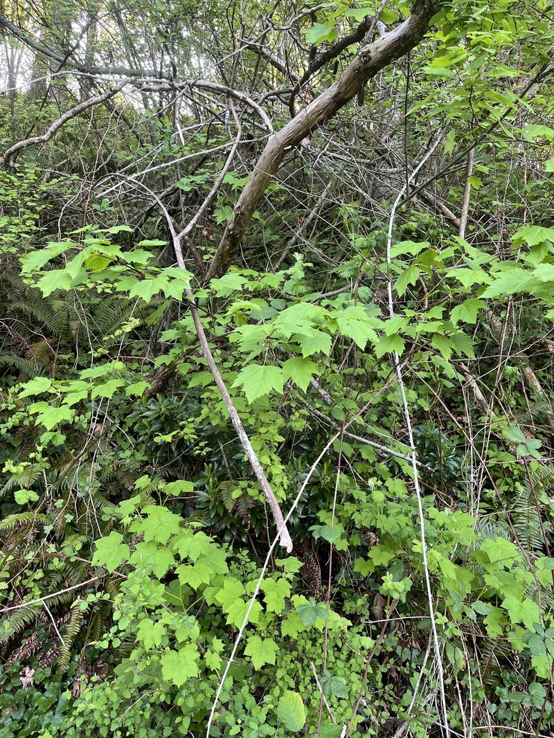 Acer glabrum var. douglasii photo 7