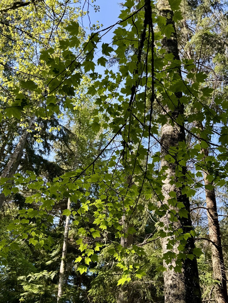 Acer glabrum var. douglasii photo 8