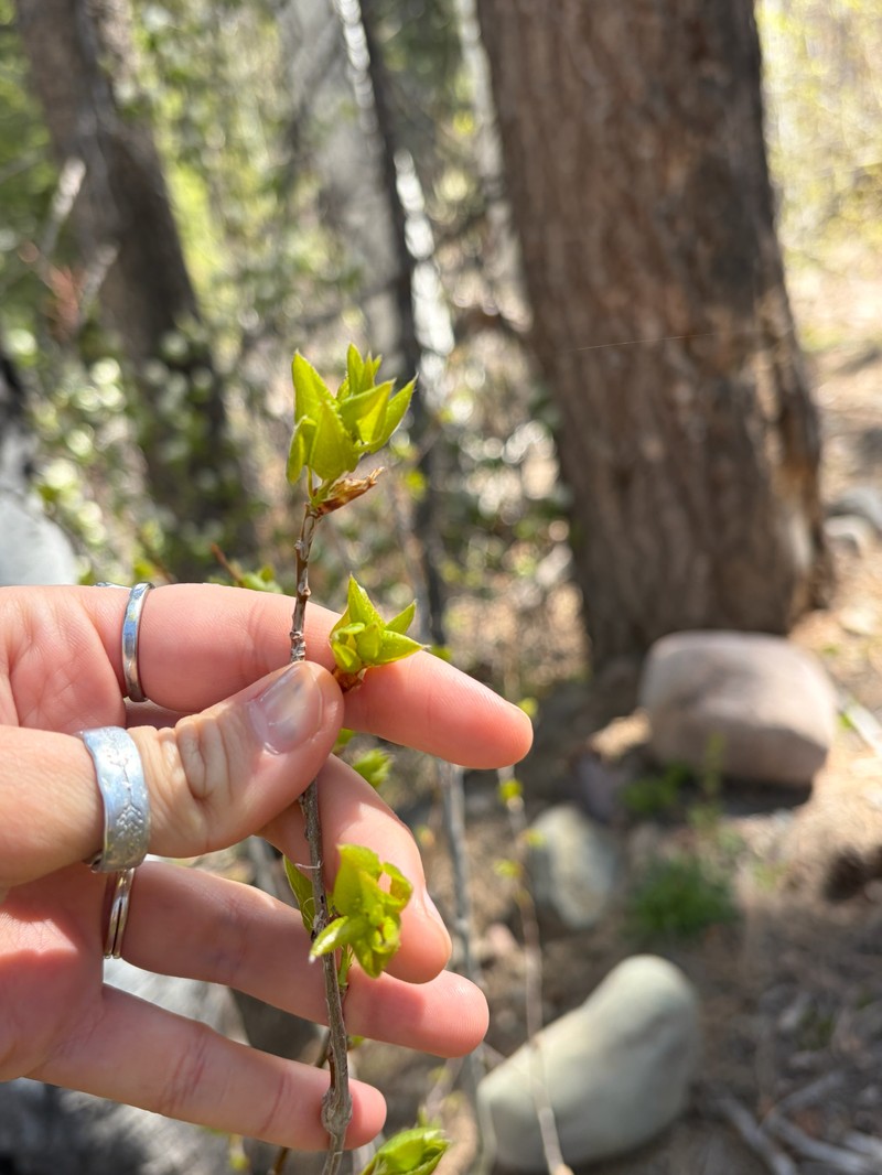 Acer glabrum var. glabrum