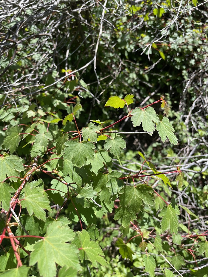 Acer glabrum var. glabrum photo 2