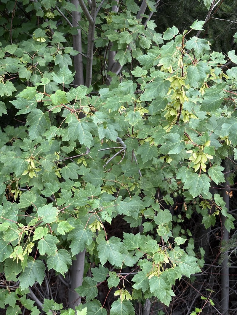 Acer glabrum var. glabrum photo 3