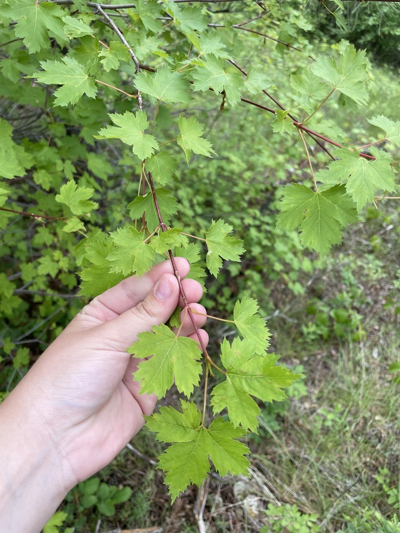 Acer glabrum var. glabrum photo 4