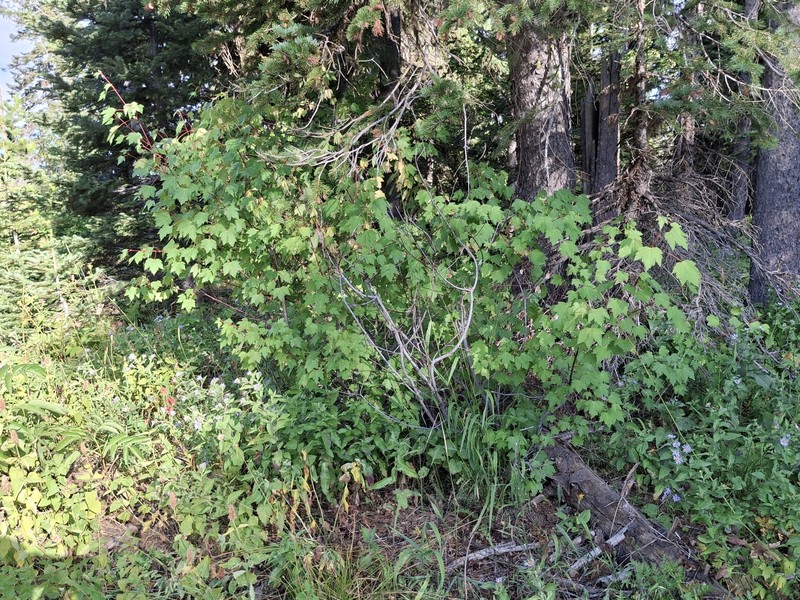 Acer glabrum var. glabrum photo 5