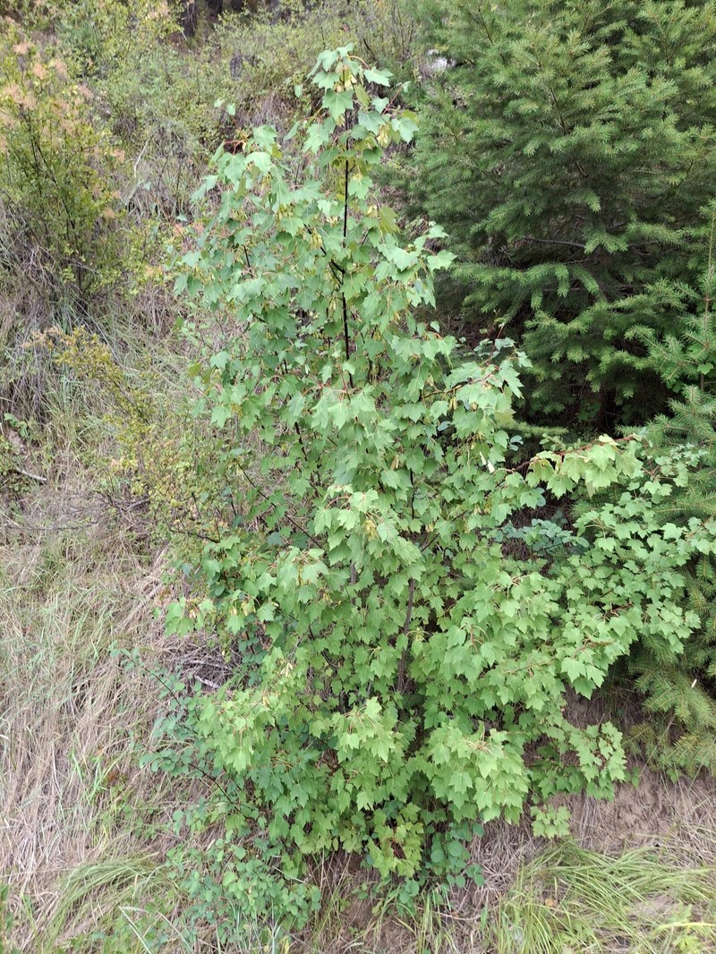 Acer glabrum var. glabrum photo 7