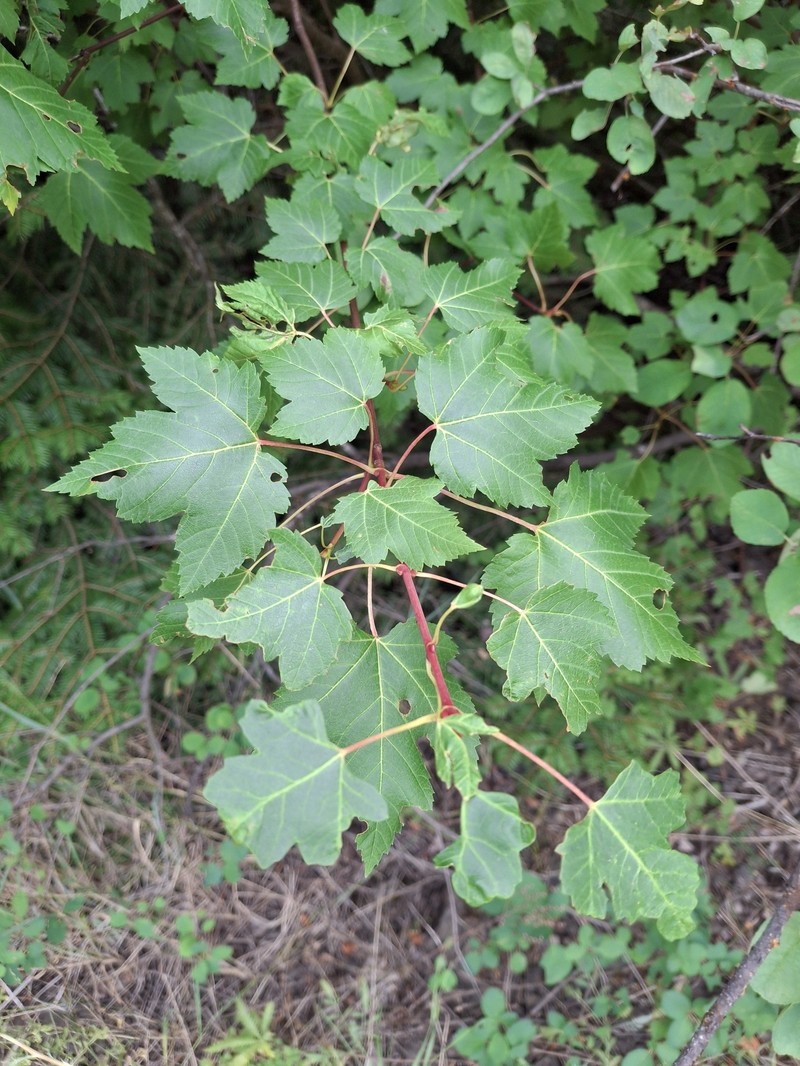 Acer glabrum var. glabrum photo 8