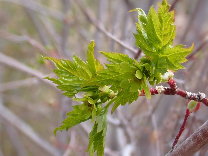 Acer glabrum var. neomexicanum