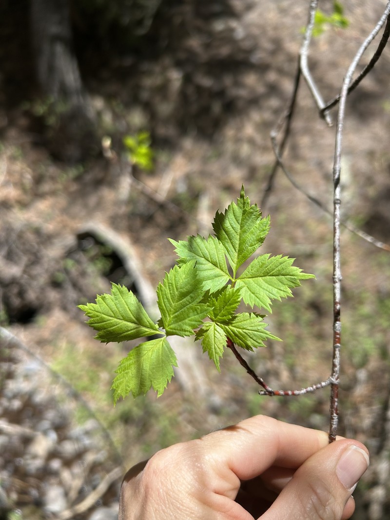 Acer glabrum var. neomexicanum photo 2