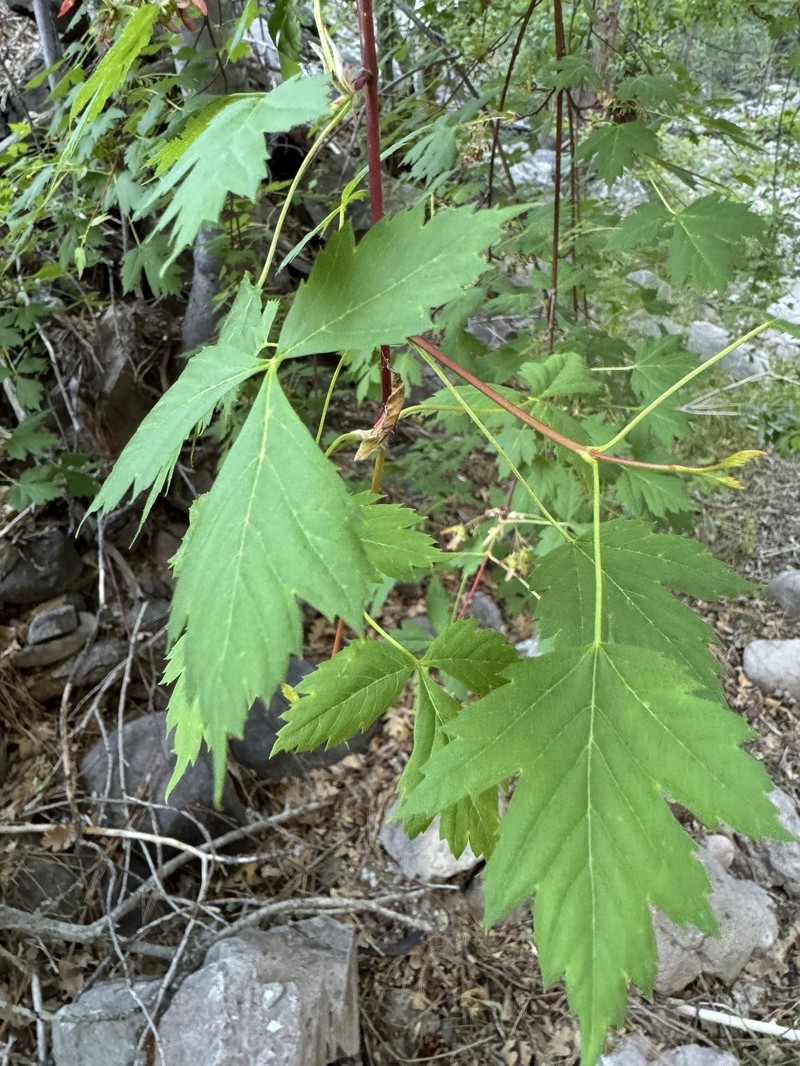 Acer glabrum var. neomexicanum photo 4
