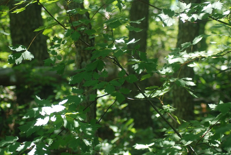 Acer glabrum var. neomexicanum photo 5