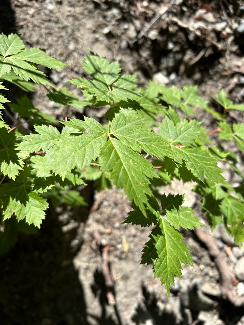 Acer glabrum var. neomexicanum photo 6