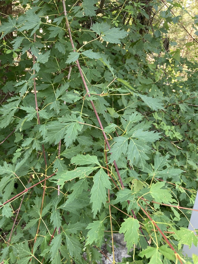 Acer glabrum var. neomexicanum photo 7