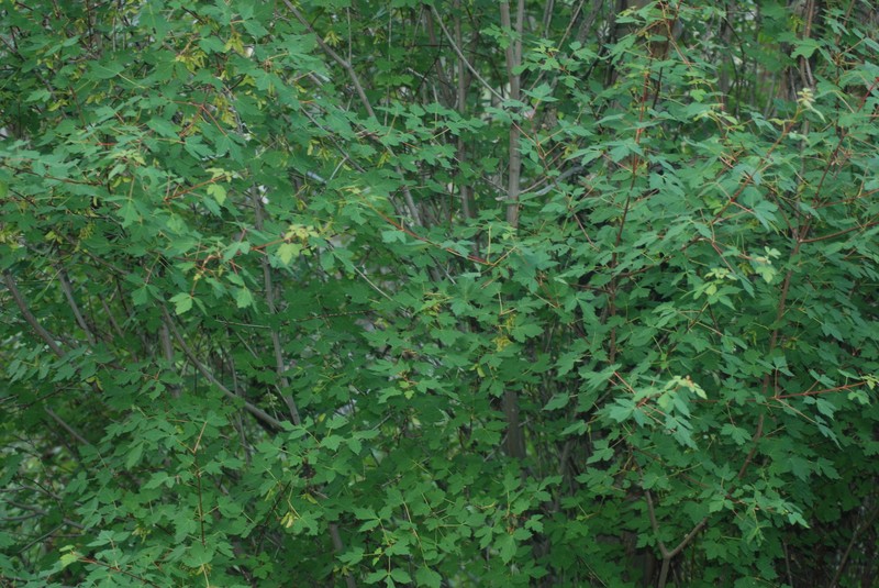 Acer glabrum var. neomexicanum photo 8