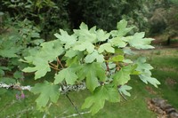 Acer granatense