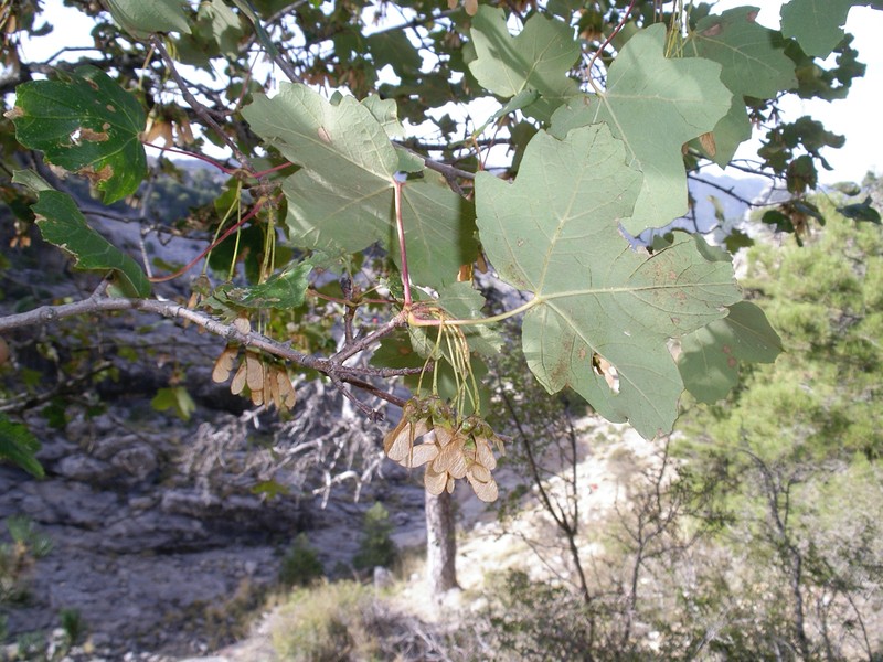Acer granatense photo 2