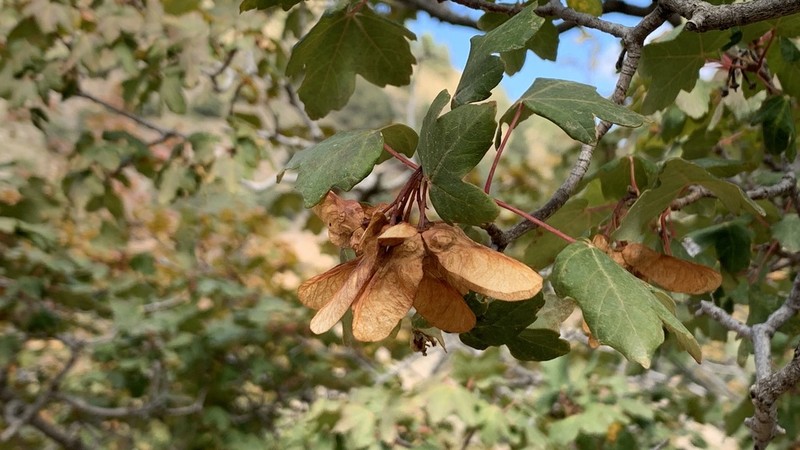 Acer granatense photo 5