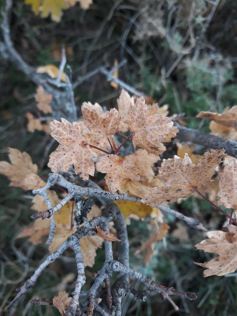 Acer granatense photo 6