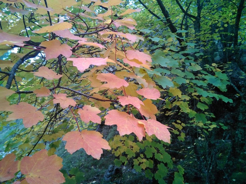 Acer granatense photo 7