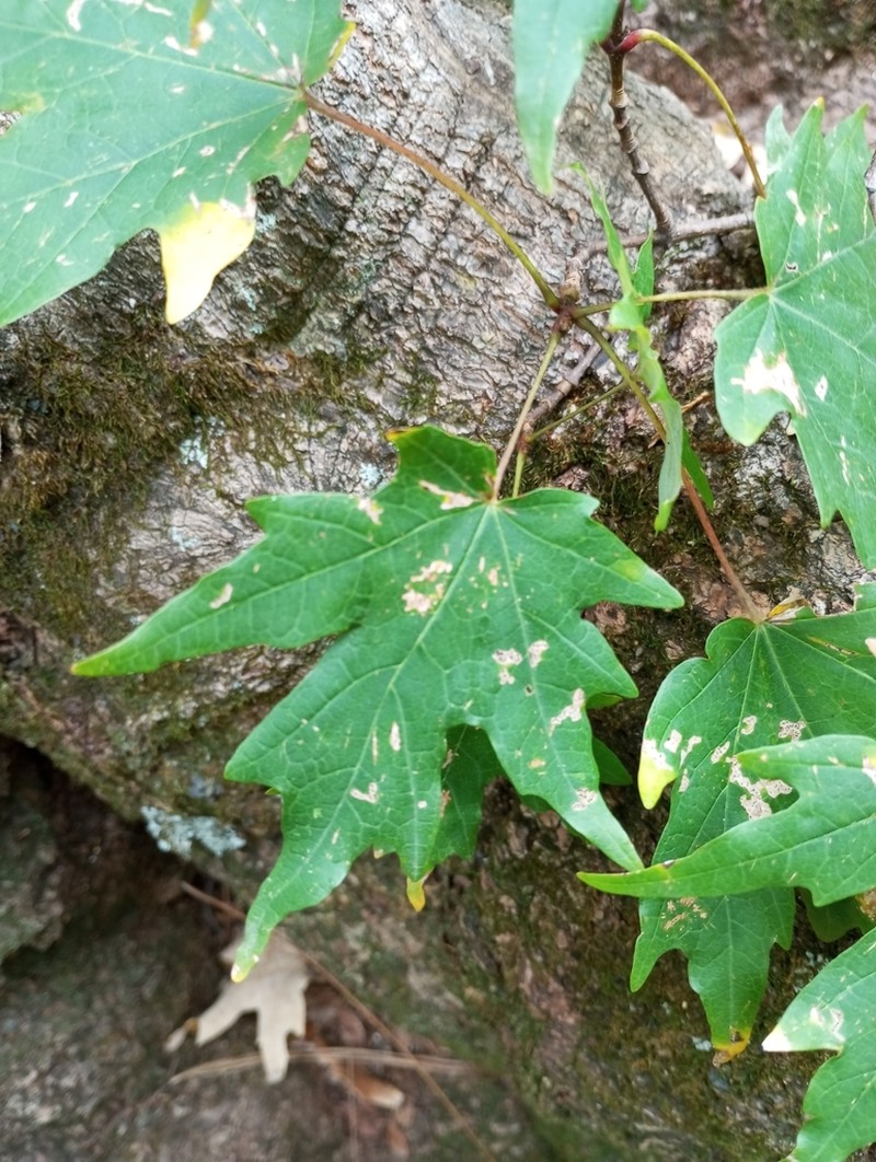 Bigtooth Maple photo 2