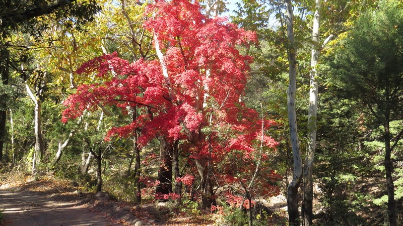 Bigtooth Maple photo 3