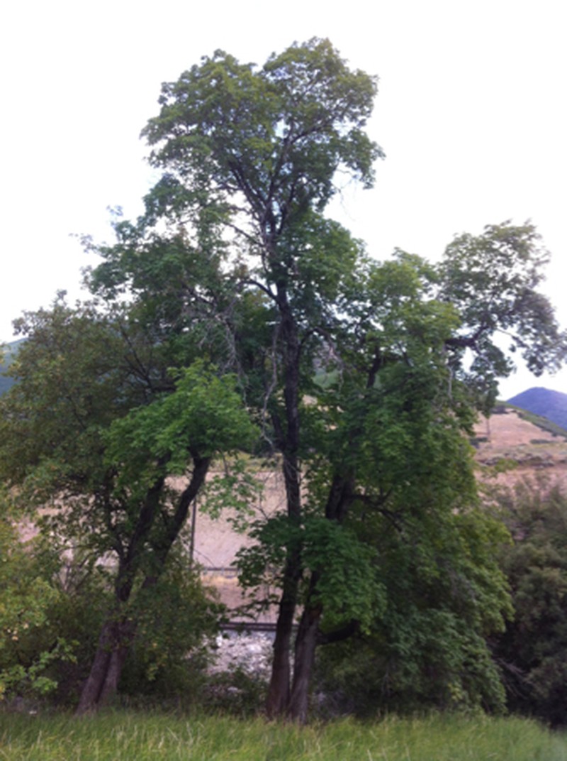 Bigtooth Maple photo 4