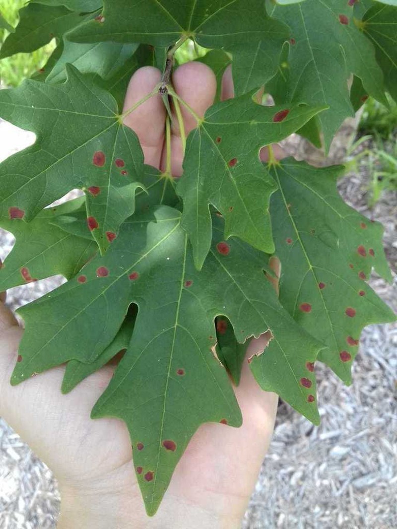 Bigtooth Maple photo 5
