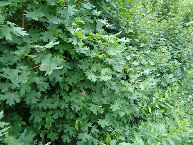 Bigtooth Maple photo 6