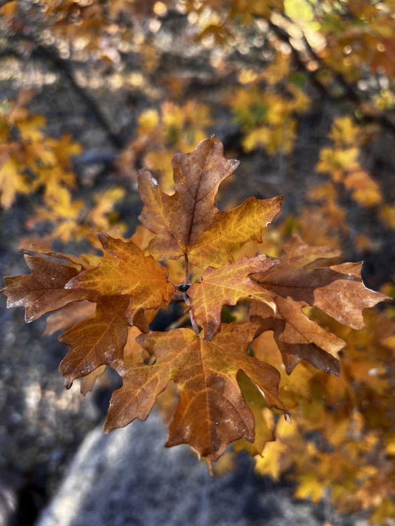 Bigtooth Maple photo 8