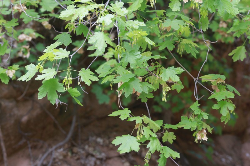 Acer grandidentatum var. grandidentatum