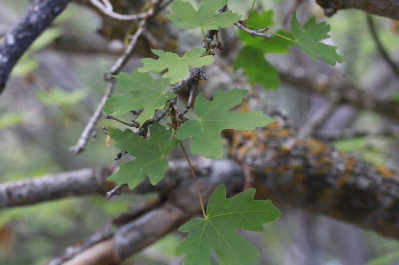 Acer grandidentatum var. grandidentatum photo 2