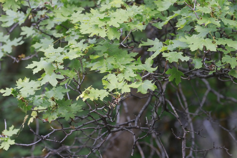 Acer grandidentatum var. grandidentatum photo 3