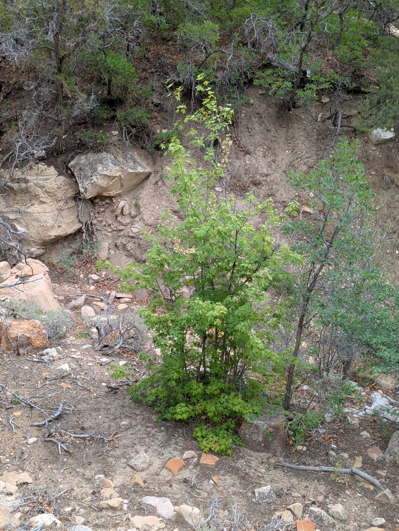 Acer grandidentatum var. grandidentatum photo 4