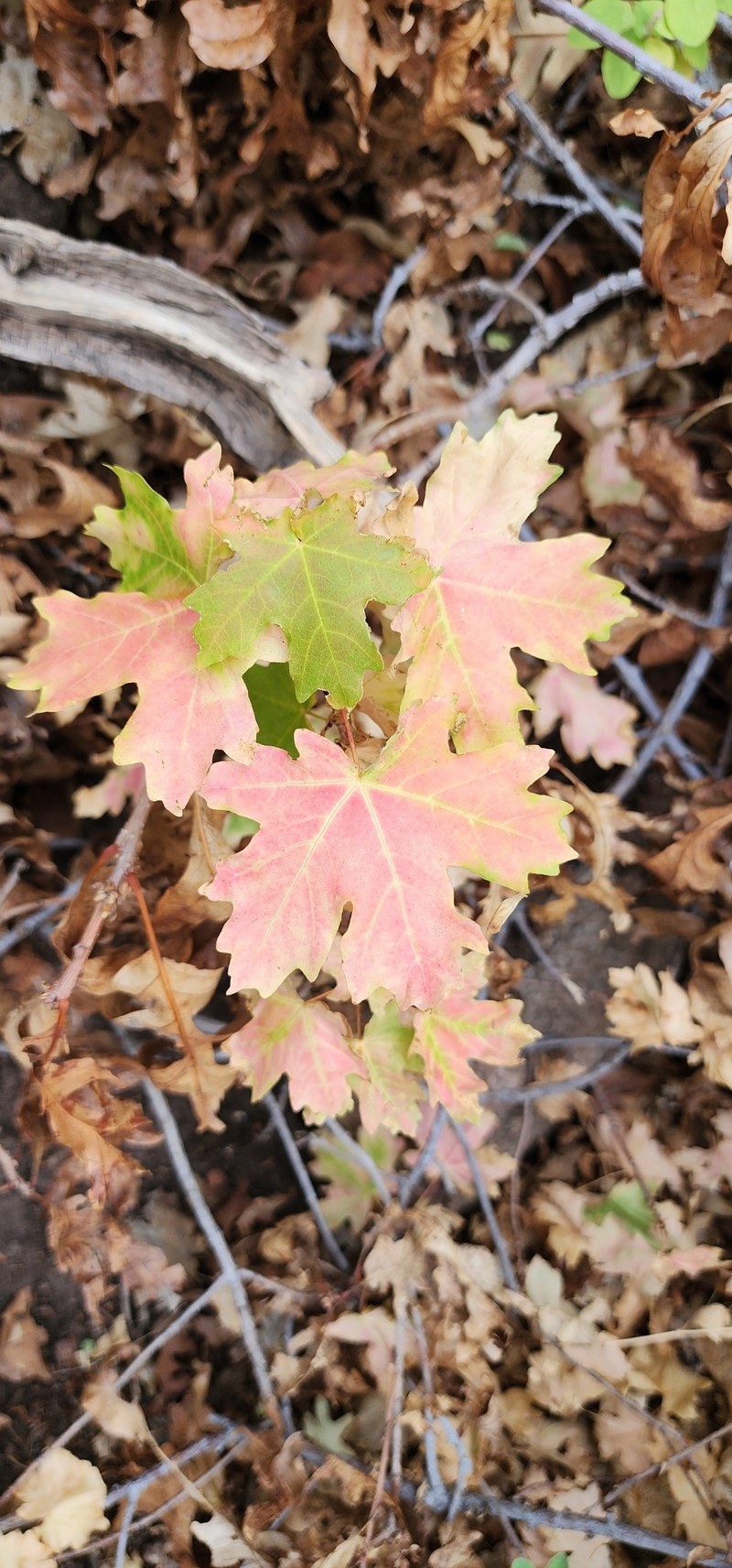 Acer grandidentatum var. grandidentatum photo 5