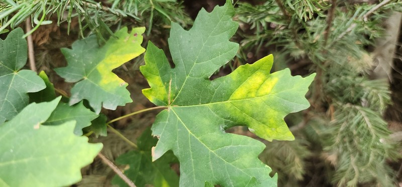 Acer grandidentatum var. grandidentatum photo 6