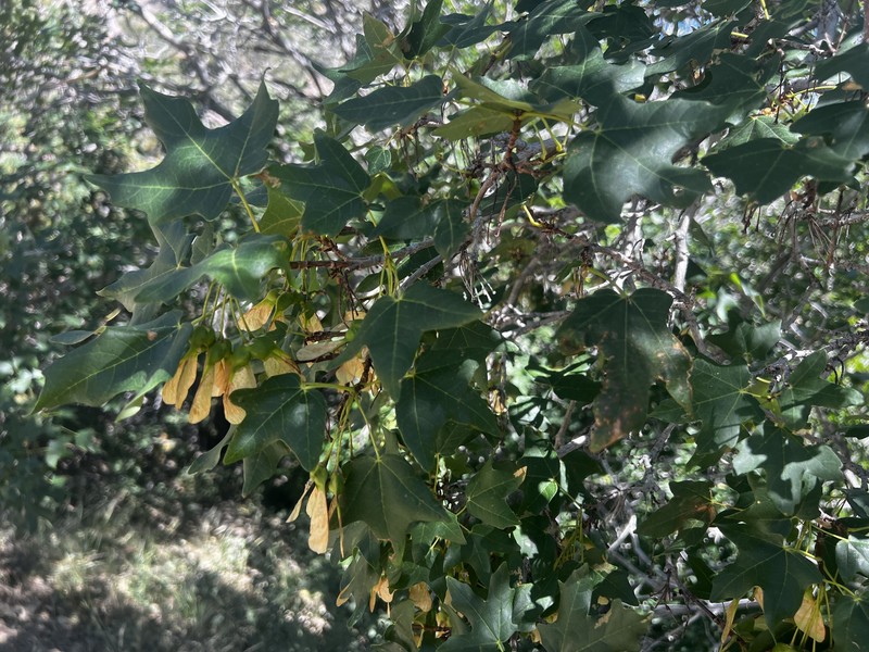 Acer grandidentatum var. grandidentatum photo 8