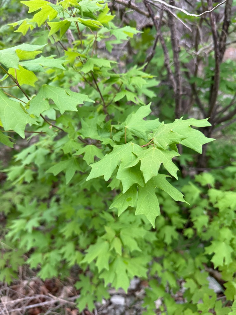 Acer grandidentatum var. sinuosum