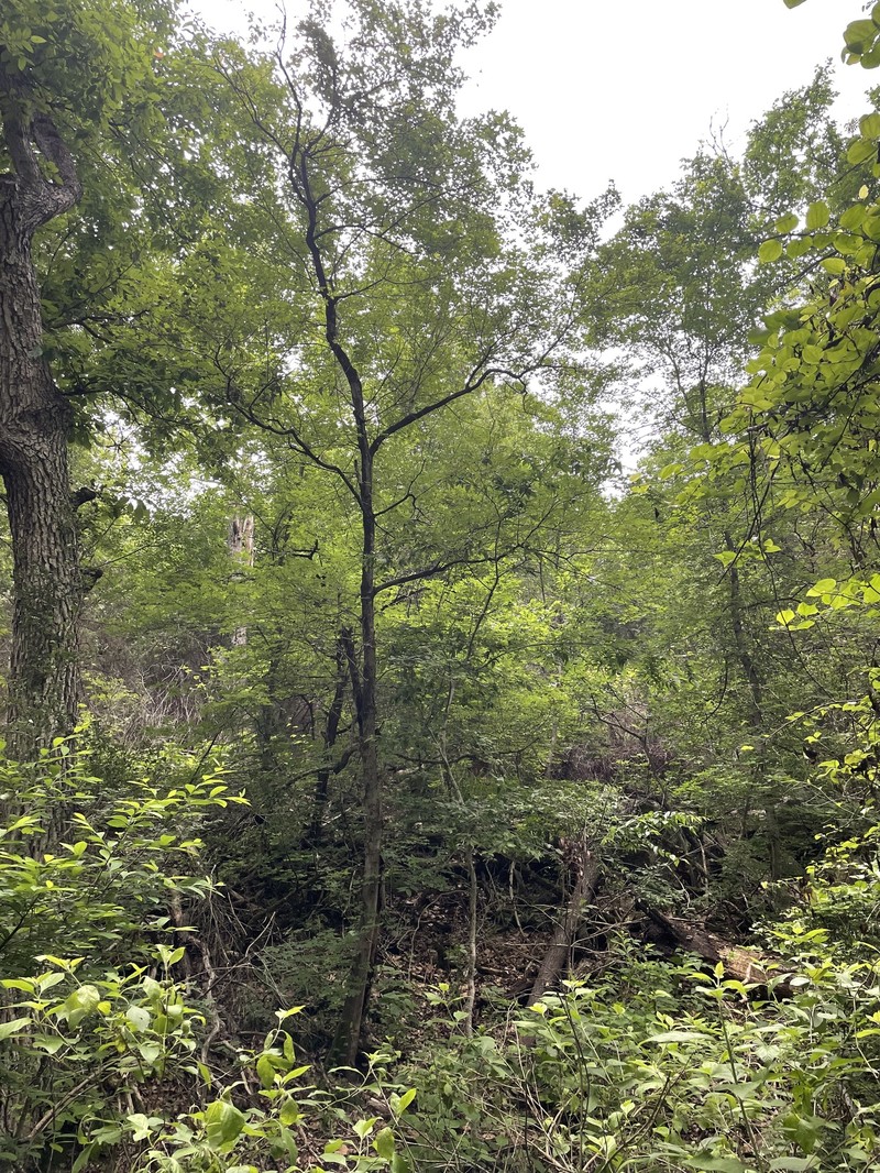 Acer grandidentatum var. sinuosum photo 2