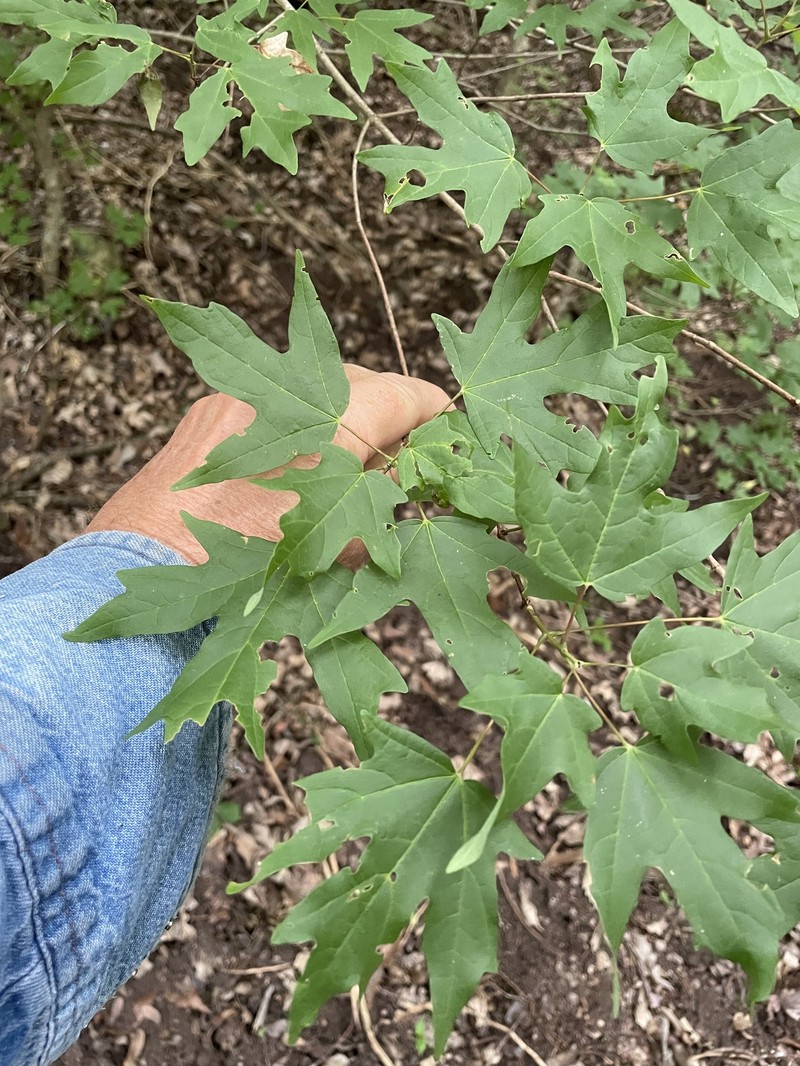 Acer grandidentatum var. sinuosum photo 3