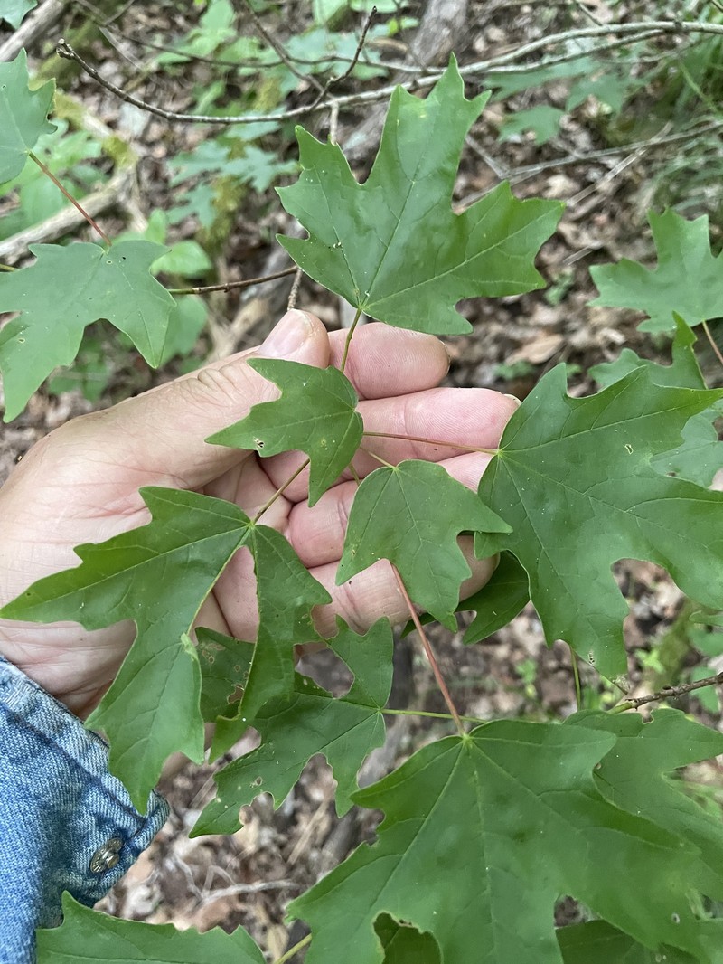 Acer grandidentatum var. sinuosum photo 4