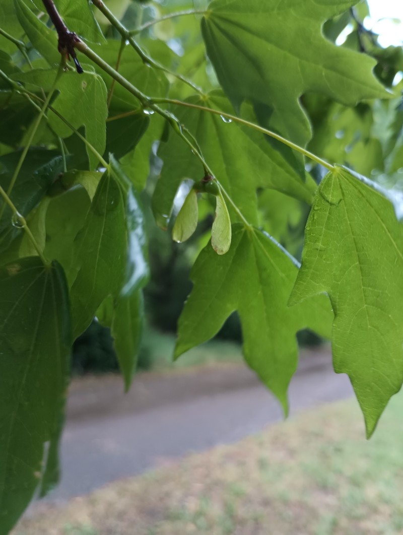 Acer grandidentatum var. sinuosum photo 5